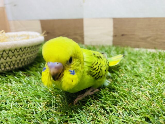 セキセイインコ