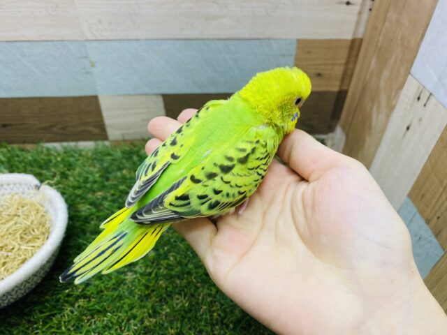 セキセイインコ