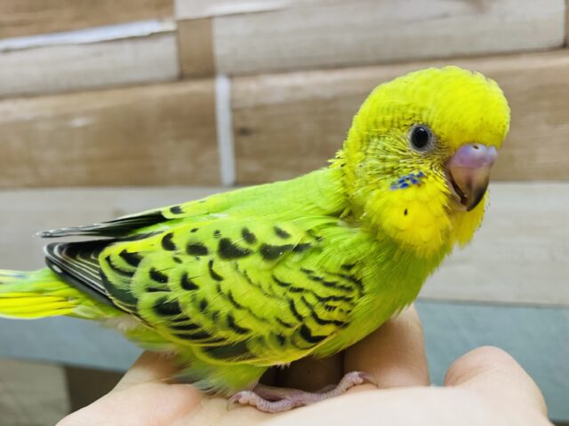 最新画像有ります✨セキセイインコと言えばやっぱこのカラーですよね❗️定番人気のオパーリン💚