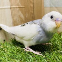 最新画像有ります❗️明るいけれど深みも感じるぜ〜😎✨シックさがたまらないセキセイインコ🩶グレーパイド
