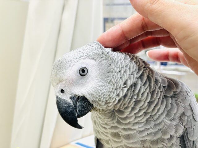ヨウム