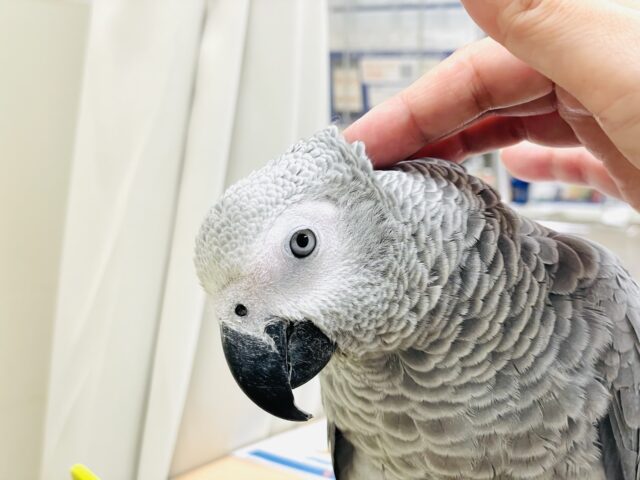 ヨウム