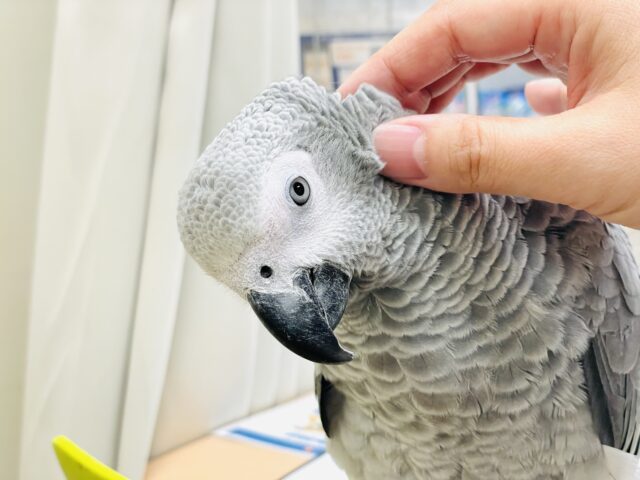 ヨウム