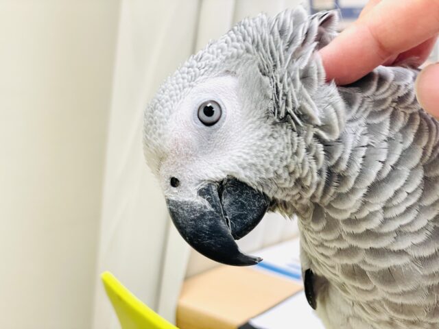 ヨウム