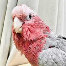 【最新動画更新🪄】初々しい桃色の鳥さんです！モモイロインコ（若鳥）