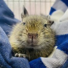 ハンモックでのんび〜りリラックス☺️💕マイペースさが可愛すぎるデグー女の子！