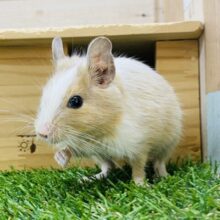 甘々ミルクたっぷりめでお願いします〜🥛💕優しいカラーのデグー女の子！