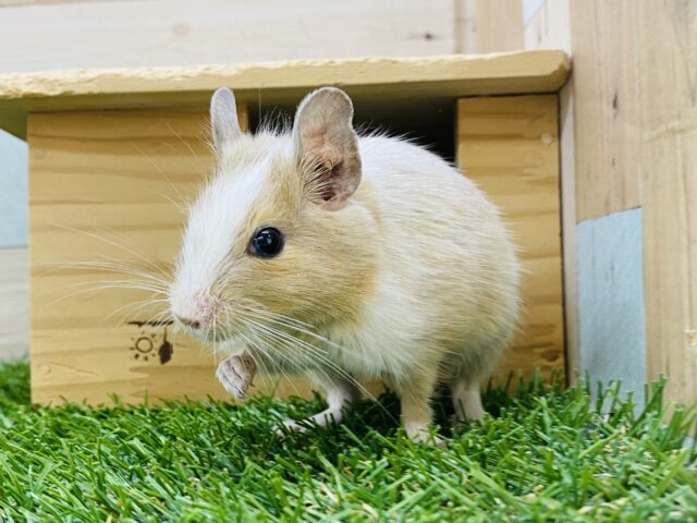 甘々ミルクたっぷりめでお願いします〜🥛💕優しいカラーのデグー女の子！