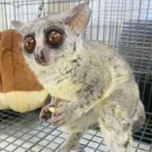 最新動画・画像あり☆　ぱっちり大きな目👀丸い大きな耳👂が可愛すぎます😍ショウガラゴの男の子！！