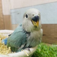 最新画像有ります❗️おっとりしちゃうよ〜☺️🩷ワタワタに包まれたヒナさん！コザクラインコのブルーチェリー