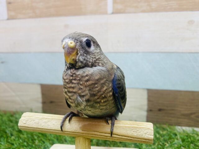アキクサインコ（秋草インコ）