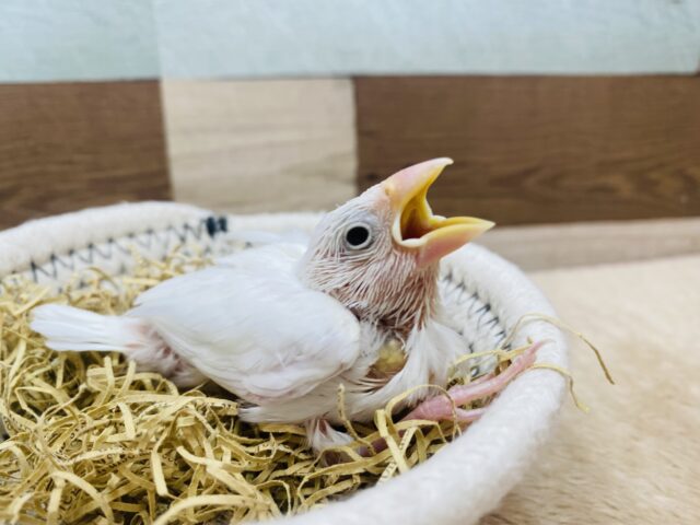 キリッとした表情がチャームポイント✨白文鳥のヒナがやって来ました❗️