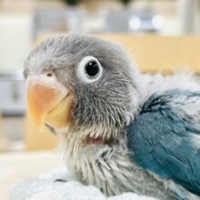 【最新画像】いっぱい眠って成長中🩵ボタンインコ（ブルー）ヒナ