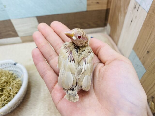 シナモン文鳥