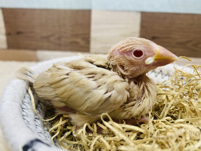 優しいシナモンはみんなのトリコ🫶人気カラーのシナモン文鳥やって来ました🌟