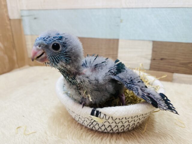 サザナミインコ