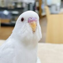 【最新画像】透明感ある綺麗な赤い目🍒 セキセイインコ(アルビノ)(ヒナ)