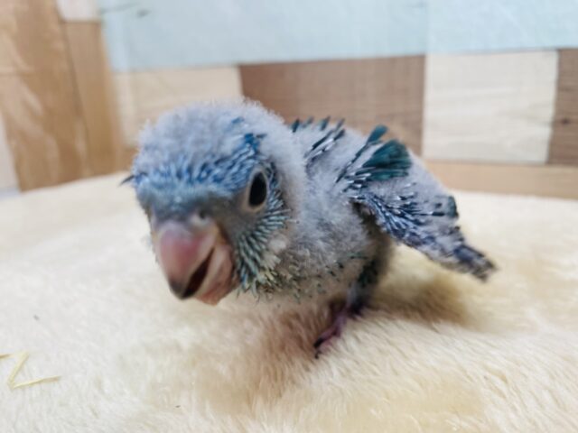 サザナミインコ