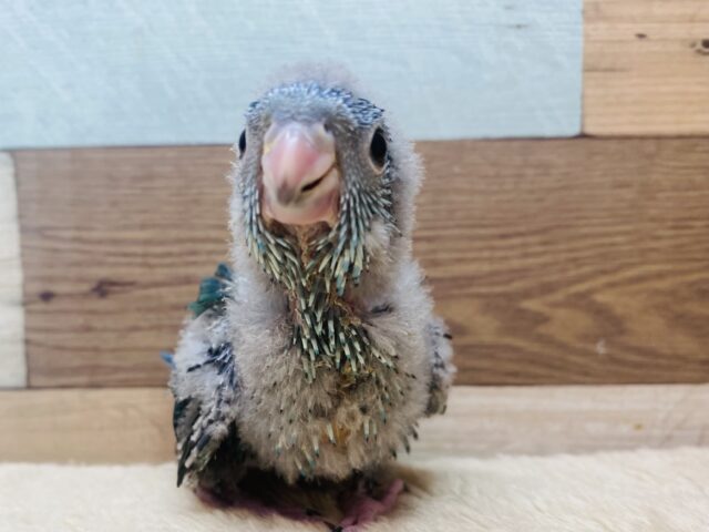 猪突猛進‼️ワタワタ身につけて元気いっぱいすぎる〜サザナミインココバルトカラー💙