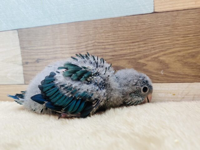 サザナミインコ