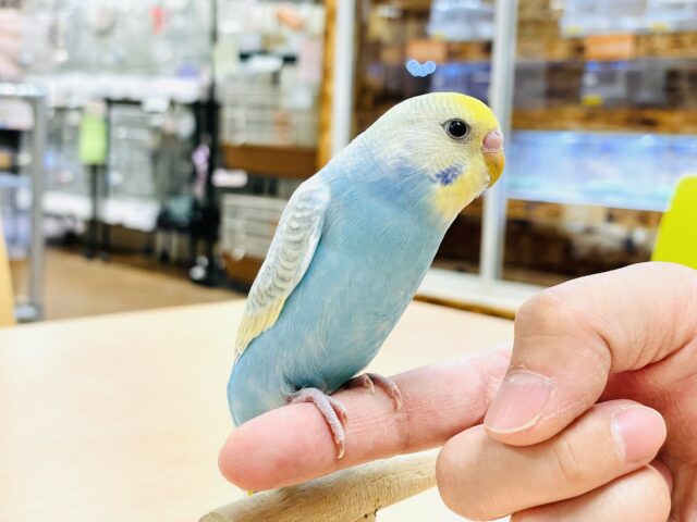 セキセイインコ