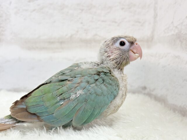 ホオミドリウロコインコ