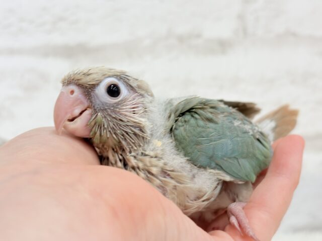 ホオミドリウロコインコ
