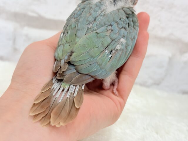 ホオミドリウロコインコ