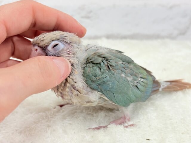ホオミドリウロコインコ