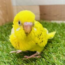 最新画像有ります🌟ピカッとルンが光りますっ♪セキセイインコのハルクイン❣️