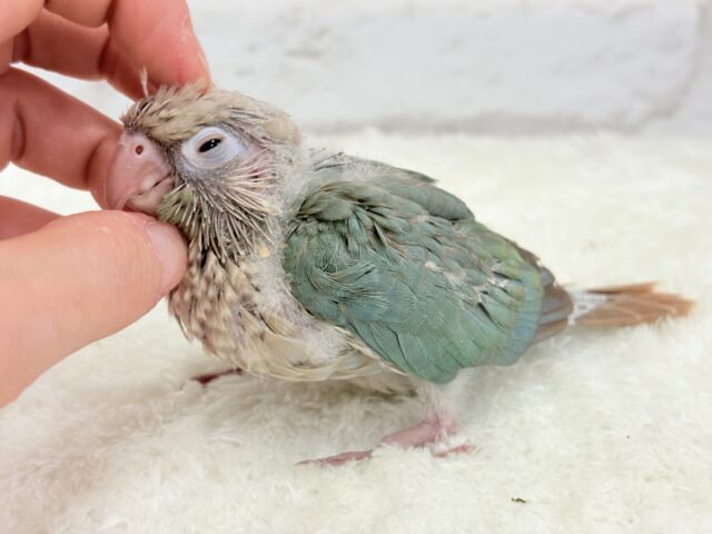 ホオミドリウロコインコ