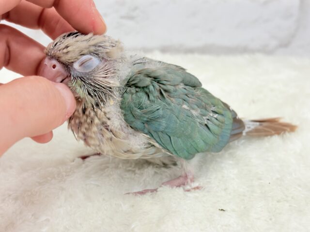 ホオミドリウロコインコ