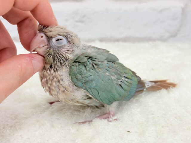 ホオミドリウロコインコ