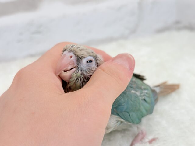 ホオミドリウロコインコ
