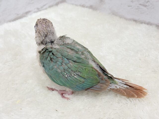 ホオミドリウロコインコ