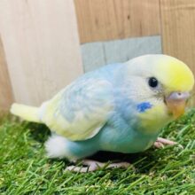 最新画像有ります✨大人気カラー‼️優しい性格に育ってくれるかな？？セキセイインコのパステルレインボーパイド❣️