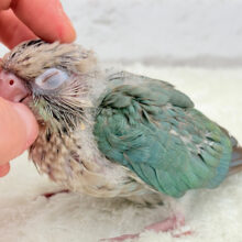 【1羽限定🪶最新画像更新‪☆】ハゲタカみたいで可愛いね🐣🫶ウロコインコ(ブルーシナモン) ヒナ