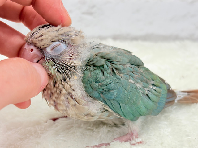 【1羽限定🪶最新画像更新‪☆】ハゲタカみたいで可愛いね🐣🫶ウロコインコ(ブルーシナモン) ヒナ