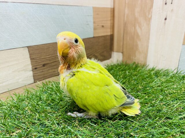 コザクラインコ（小桜インコ）