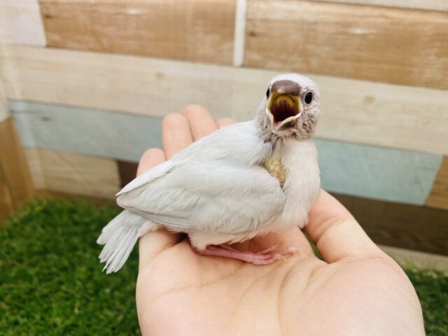 シルバー文鳥