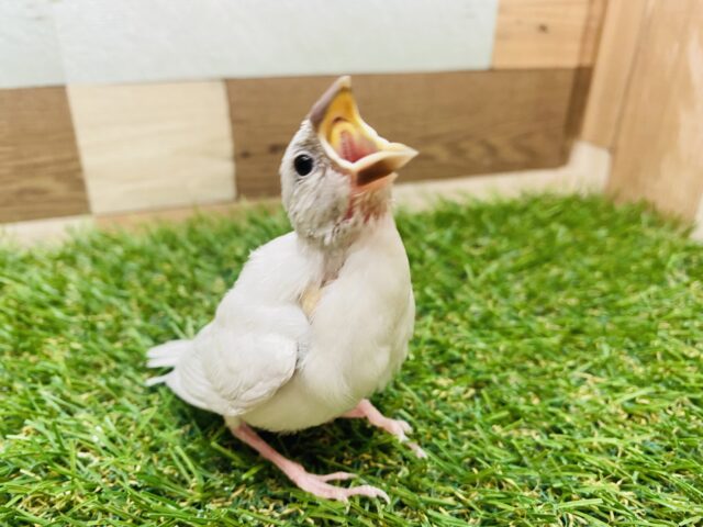シルバー文鳥