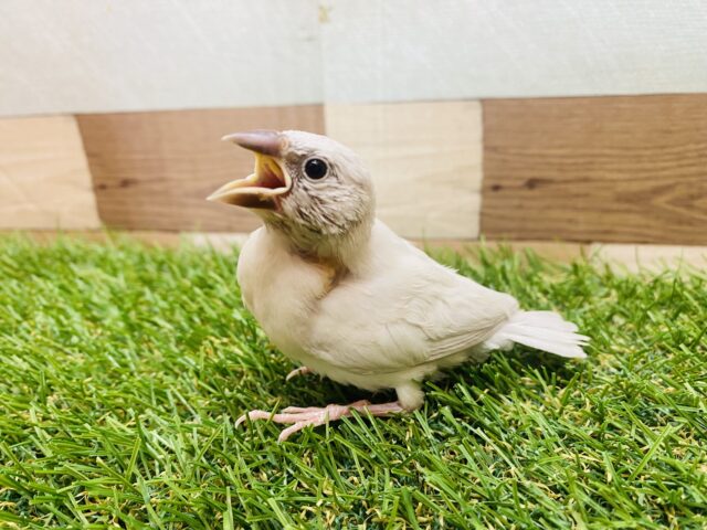 シルバー文鳥