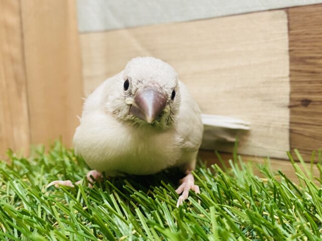 シルバー文鳥