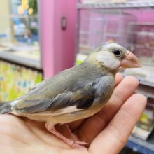 あと一羽‼️最新画像有ります⭐️どちらがお好みですか〜⁉️ムッとした表情が守ってあげたくなるような桜文鳥🌸