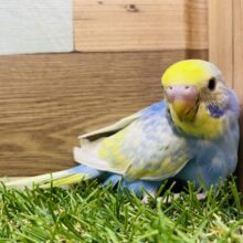 手の中で包まれるのが好きなんです💕青空カラーのセキセイインコパステルレインボー💙