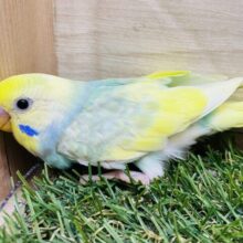ほわわ〜ん💕優しいお顔にメロメロです😍セキセイインコのパステルカラーレインボーパイド🌟