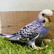 模様がビッシリ‼️かっこいい雰囲気のセキセイインコオパーリン💜