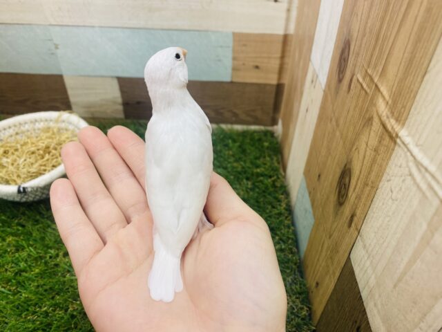 白文鳥