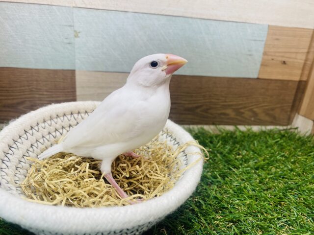 白文鳥