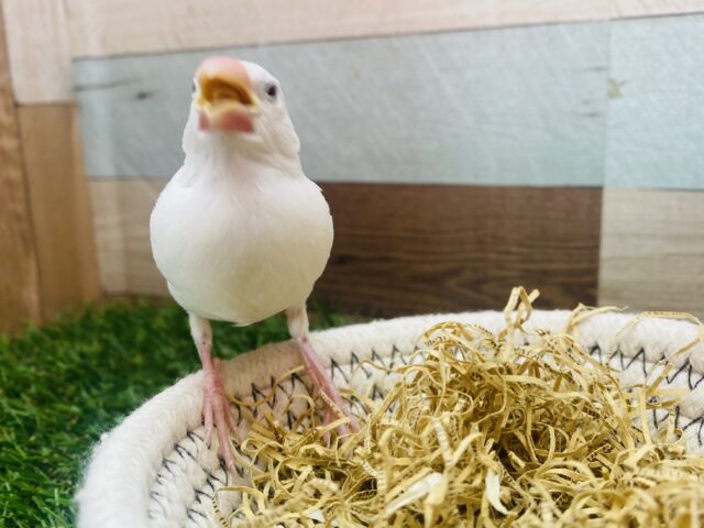 白文鳥
